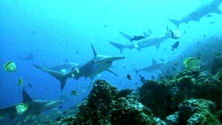 Shark Attacks Rising - Can Humans and Sharks Ever Coexist