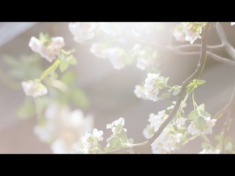 【授权转载｜Authorized re-upload】山河令温周衍生：花吐症｜Word of Honor WenZhou Fanvid   cr. weibo: 小y_為愛而奮鬥不息