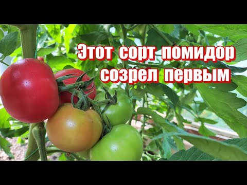 Video: Tomaattilajike 