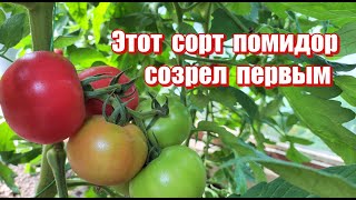 Какой сорт томата созреет первым. Сравнение разных сортов помидор.