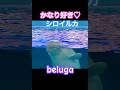 かなり好き♡どの瞬間も好き♡嫌いなところが見つからない#beluga #beautiful #mentalhealth #健康習慣 #癒し #可愛い動物 #推し活 #生き物 #cute #横浜