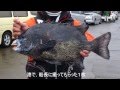 舞い込む石鯛竿シリーズ 2012.12.28「銭洲の大ダルマの口白」