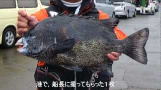 舞い込む石鯛竿シリーズ 2012.12.28「銭洲の大ダルマの口白」