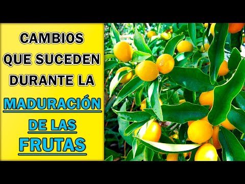 Video: Desarrollo y maduración de la fruta: aprenda sobre el proceso de maduración de la fruta