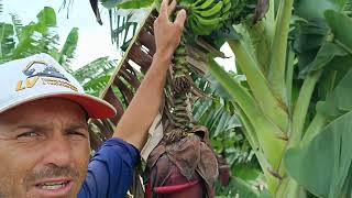 qual o momento certo pra cortar o coração do cacho de banana?