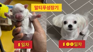 말티푸 탄생에서 100일까지