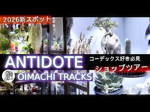 【2026年トレンド】暗い植物の育て方と選び方