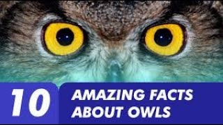 Unbelievable Owl Facts That Will Amaze You Owl Facts That Will Amaze You The Ultimate Compilation