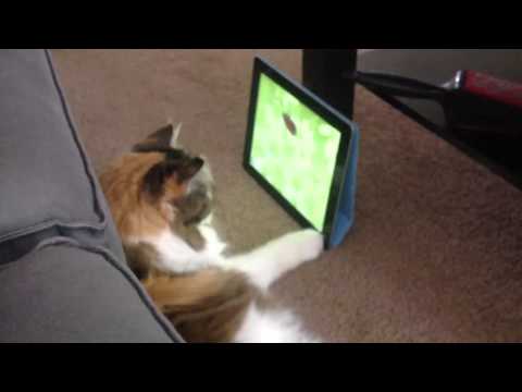 Cat Training on the iPad.