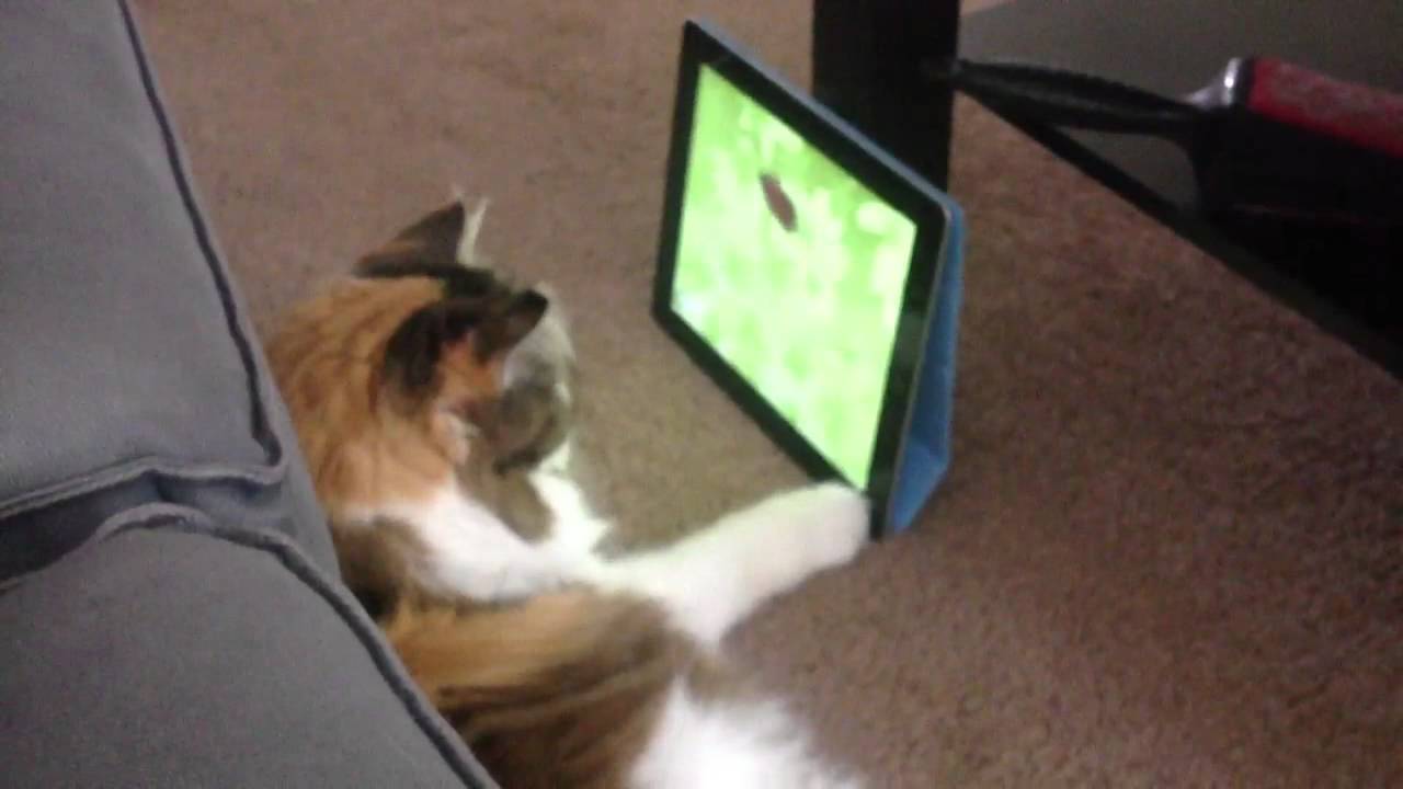 Why your cat needs an iPad