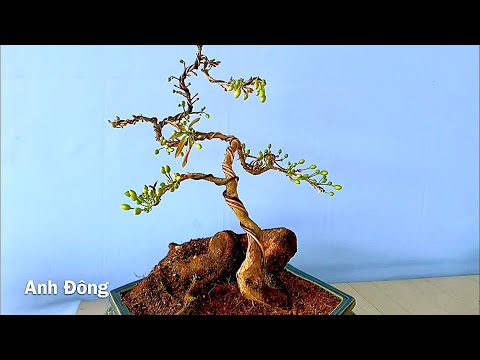 Video Chuyển dáng cây mai Đại Lộc - youtube