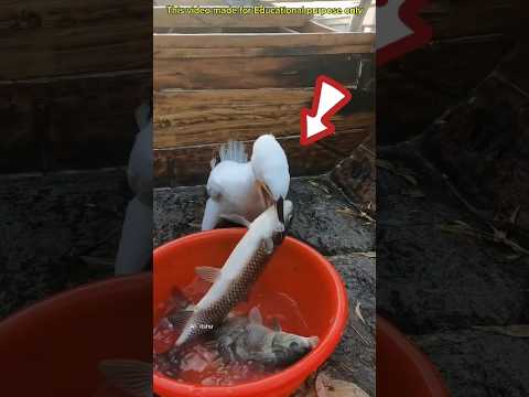 . 'बकुला ने पूरी मछली गटक ली! देखो आख़िर कैसे? 🐟😳' #shorts