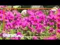 Spring gardening begins: Time to plant annuals, container plants