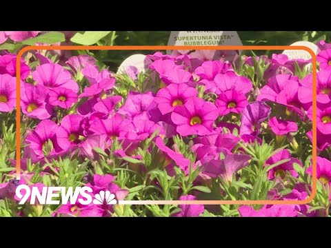 Spring gardening begins: Time to plant annuals, container plants hqdefault