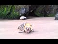 【Vtuber廢片】Angry Nene Seal. 生氣的海豹【桃鈴ねね/MomosuzuNene】【memes】