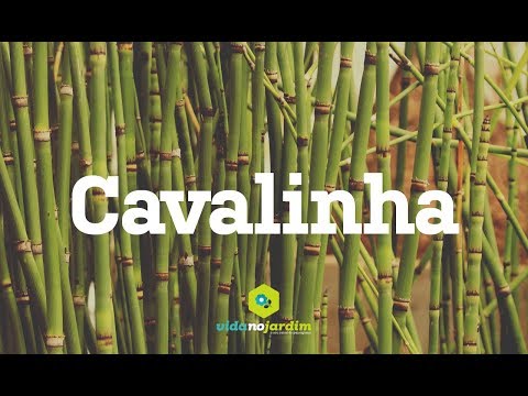 Vídeo: Em que crescem as cavalinhas?