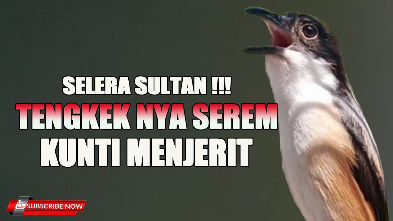 CENDET GACOR KOMBINASI LAGU TENGKEK VS KUNTI PALING LARIS TAHUN 2024