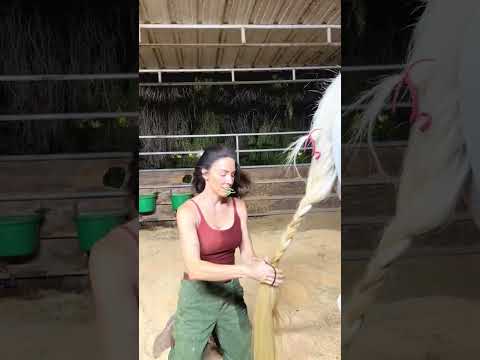 Horse girls V Summer - I’m this close to painting him like a zebra to deter flies