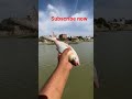 ✅ 100% Fail… But Finally Caught! 😳 #viral​ #fish​ #shorts​ #viralvideo​ #sea​ #trending​ #fishing
