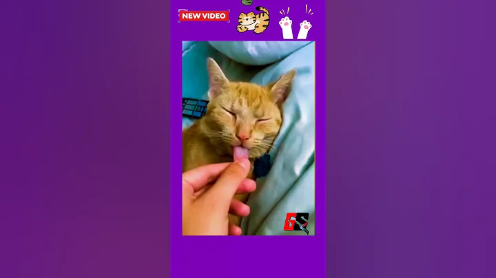 Video 6562111: cat dog fails, cat vs dog, funny cats dogs, funniest pets