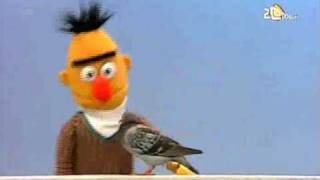 sesame street bert pigeon