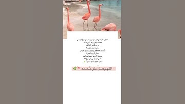 يوم الجمعة | سورة الكهف | الصلاة على النبي مُحمد صلَّ الله عليه وسلم 💞💞💞💞🌱