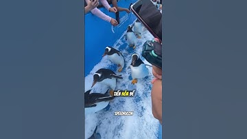 Vì sao chim cánh cụt không bay được? 🐧🤔