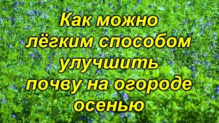 Наполните почву атмосферным азотом!. видео