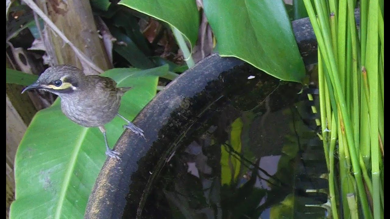 Yellow-faced honeyeater returns 
