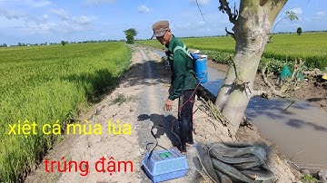 xiệt cá mùa lúa trổ mới trúng đậm cá lóc cá trê quá thế nhiều