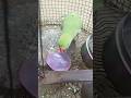 #parrot #pet #petlovers #petofinstagram #parrots #talkingbird #talkingparrot #funnypets #cute
