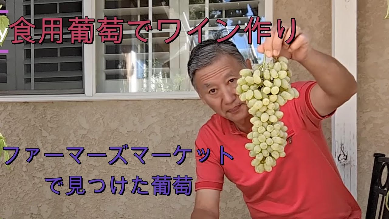 【自宅でワイン作り】食用葡萄でワイン作ってみました
