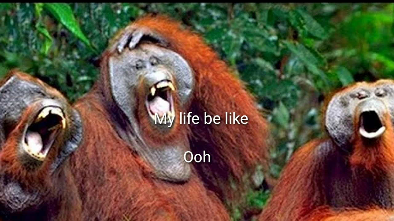 My life be like - Monkeys edit
