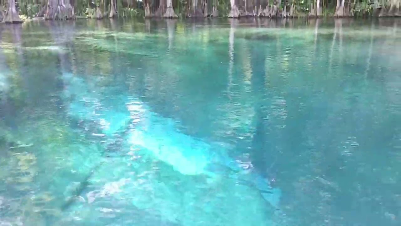 3dRose Grußkarte "Blue Spring Spa Alligator Florida" – Leer Im Innern Für Eigene Worte