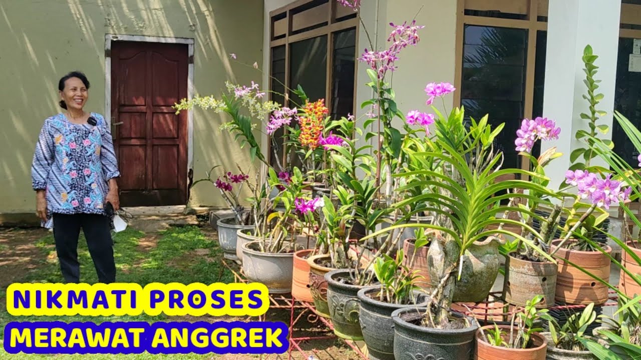 Full ANGGREK BERBUNGA DI HALAMAN RUMAH.