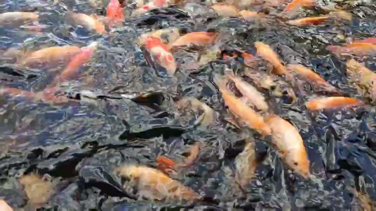 Shanti feeding the fish with Shinta - YouTube
