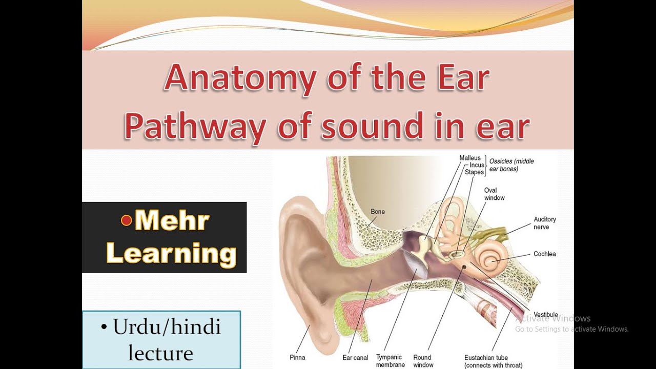 Pathway of sound in ear full detail anatomy of ear urdu/hindi YouTube