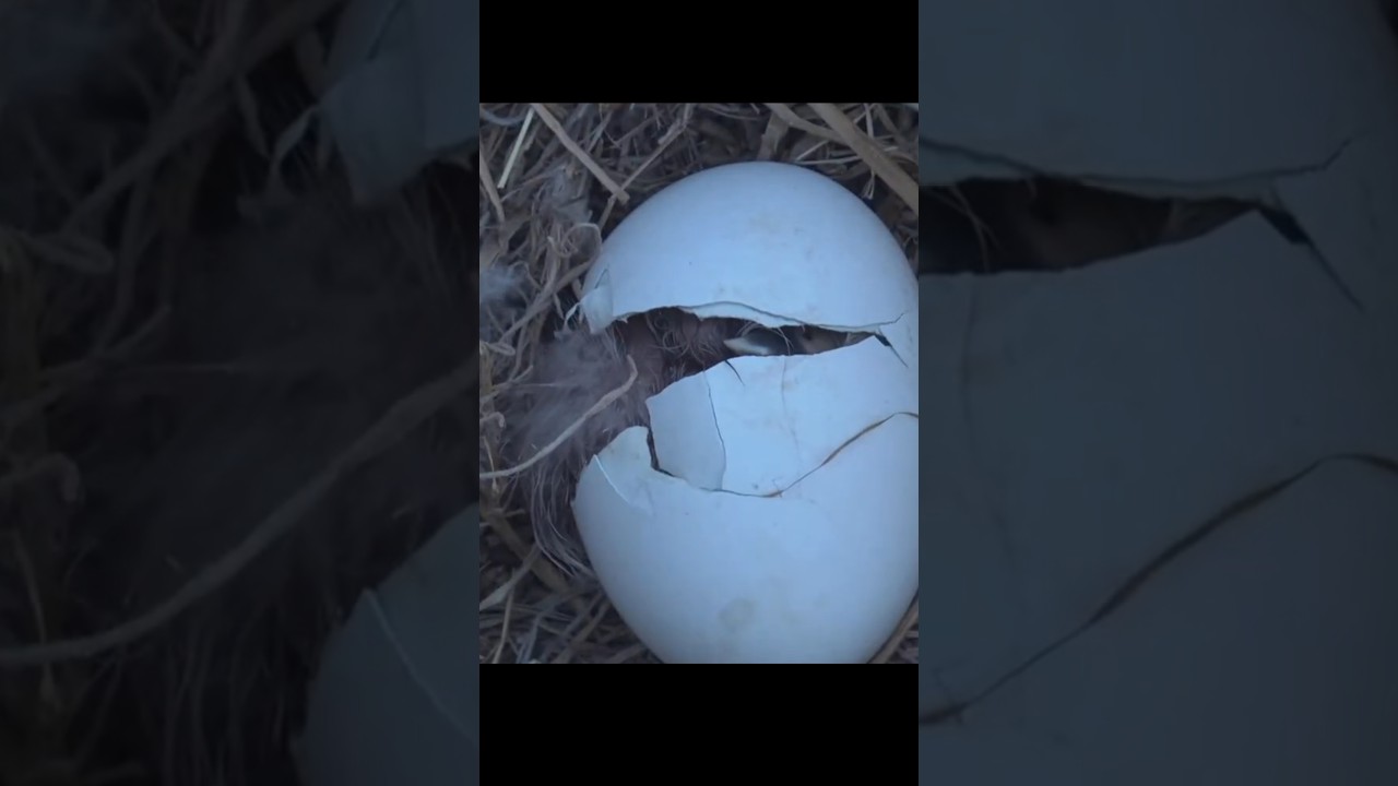 🦅 Eaglet working hard to come out from egg shells 