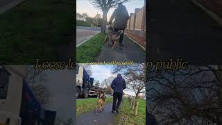 A Rescue Dog Learning to Trust Again 🐾 Diego’s 3-Week Transformation
