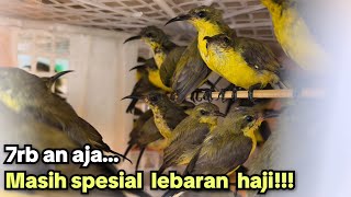 7rb an aja...‼️ MASIH SPESIAL LEBARAN HAJI‼️