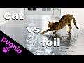 Do Cats Walk On Foil #5