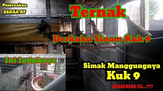 #Ternak Derkuku Sinom Kuk 9#Suara Manggung Kuk 9x#