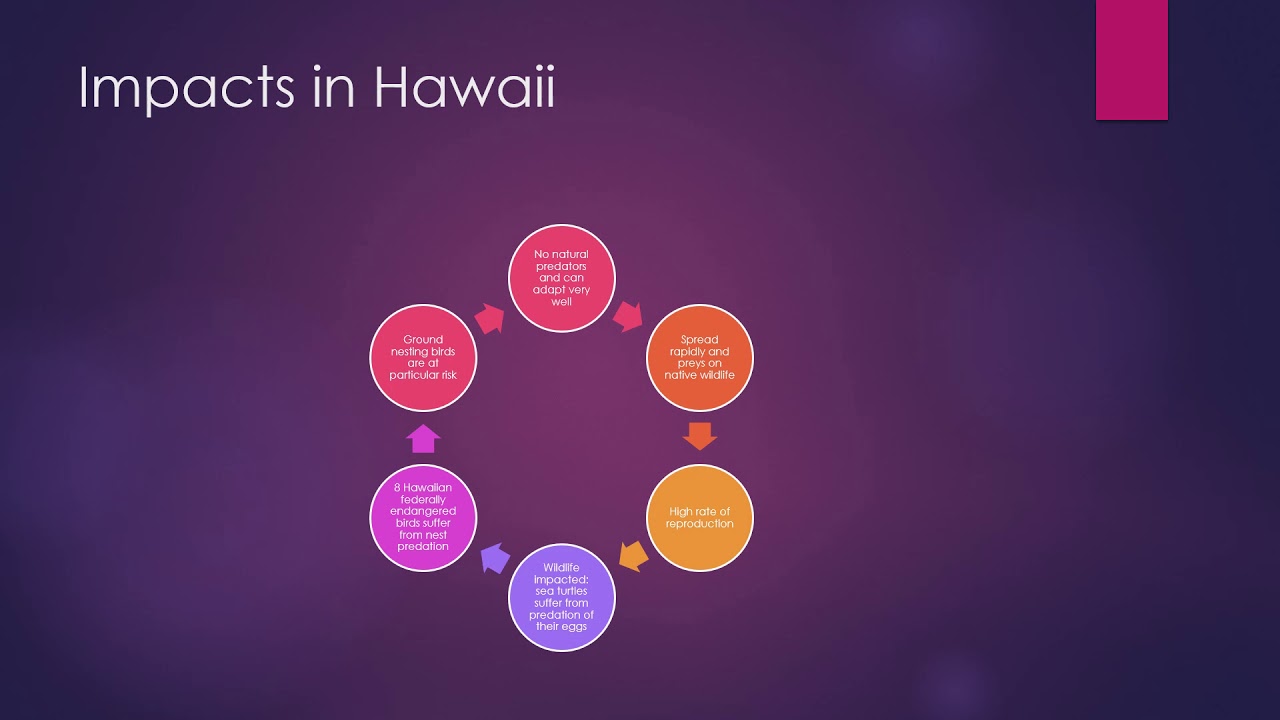 Mongooses of Hawaii Henne