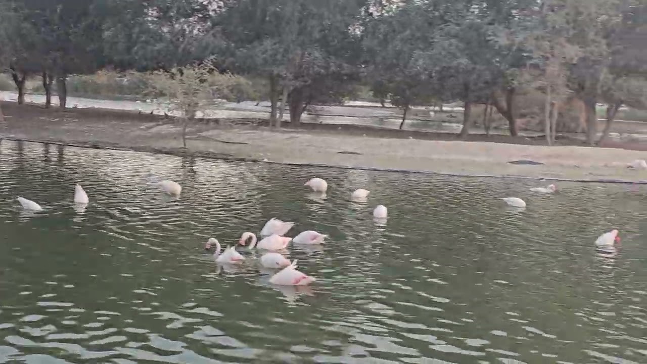 Al Qudra Lake #alqudra #flamingo #almarmoom #migratorybirds #flamingos #dubai #uae
