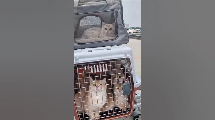 Video 9950861: british shorthair female, shorthair britishshorthair