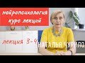 Нарушение ВПФ при локальных поражениях отделов мозга  || лекция 3-4/10 || Наталья Чурило