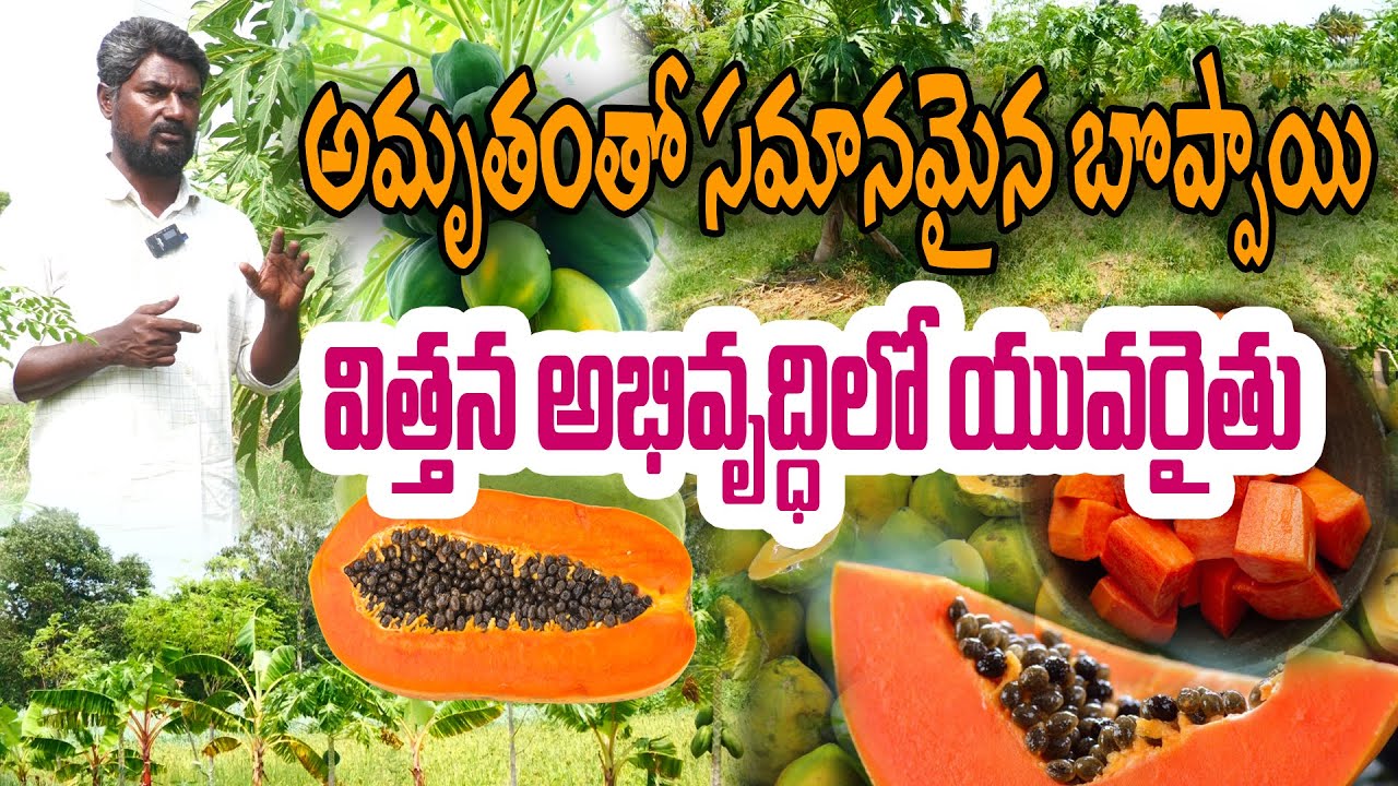 నాటు బొప్పాయి విత్తనాలు రైతులకి ఇస్తా | Papaya Seeds | Kumar Reddy