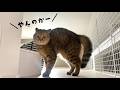 普段全然やれてない猫の渾身の『やんのかステップ』