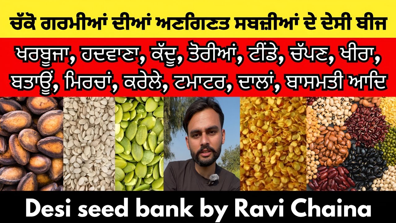 Desi seeds by Ravi Chaina। ਚੱਕੋ ਗਰਮੀਆਂ ਦੀਆਂ ਅਣਗਿਣਤ ਕਿਸਮਾਂ ਦੀਆਂ ਸਬਜ਼ੀਆਂ ਦੇ ਬੀਜ
