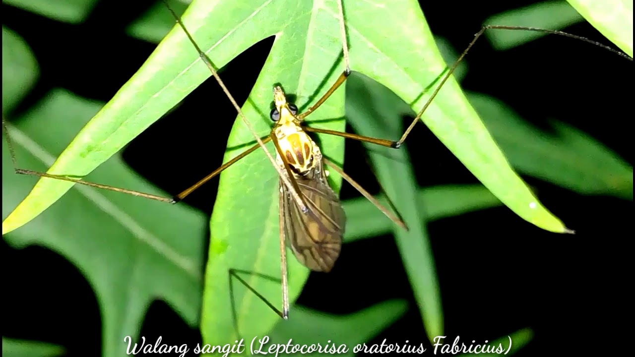480 Koleksi Gambar Hewan Walang Sangit Terbaru Gambar Hewan